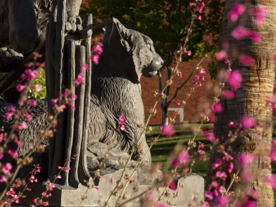 uarizona wildcat pictured with purple flowers