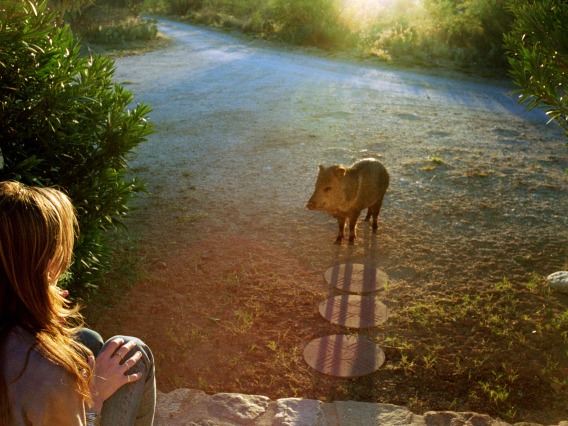 woman sitting facing javelina dirt ground sun flare in background