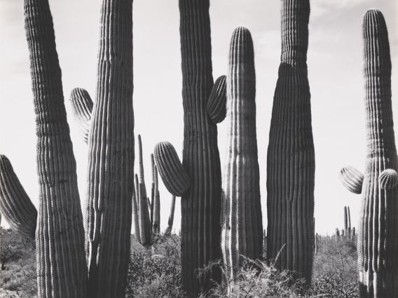close-up images of cactus with black and white shadows