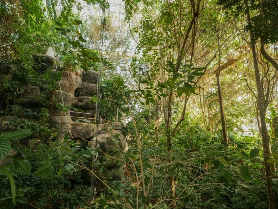 rainforest environment in biosphere 2