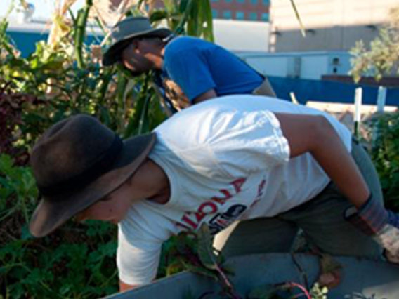 Photograph of students working in the garden