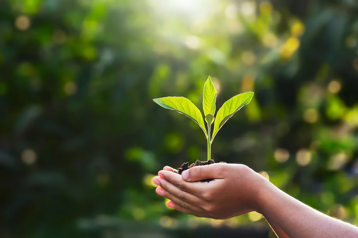 Leaf in hand