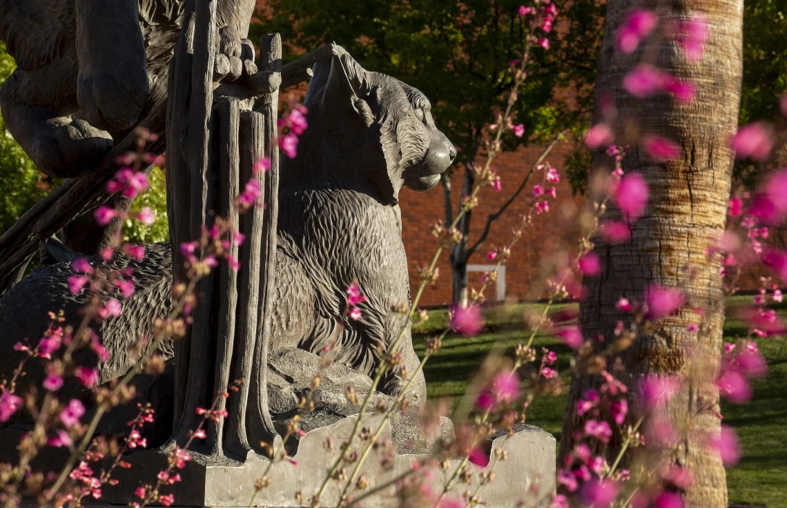 uarizona wildcat pictured with purple flowers