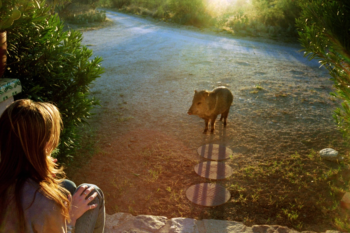 woman sitting facing javelina dirt ground sun flare in background