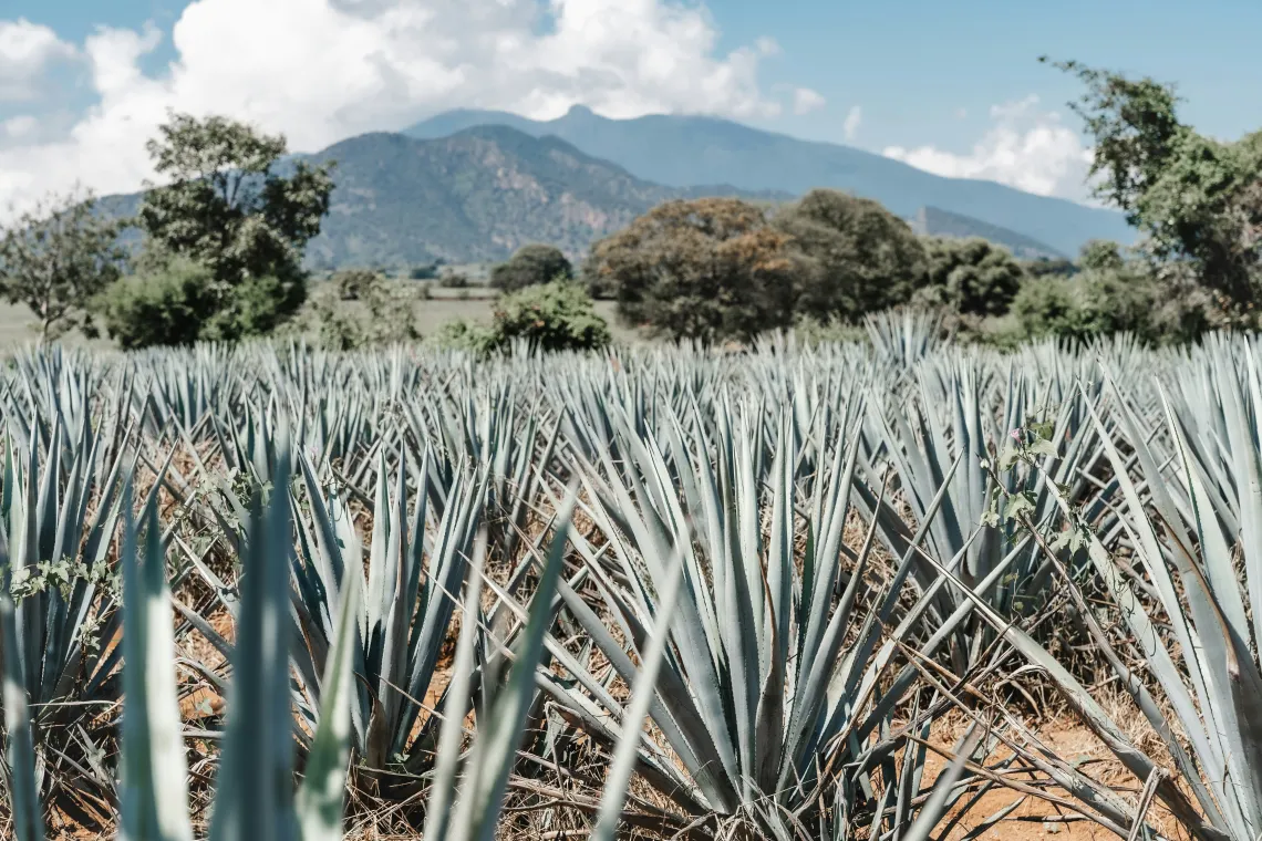 agave plants in field with green mountains in background