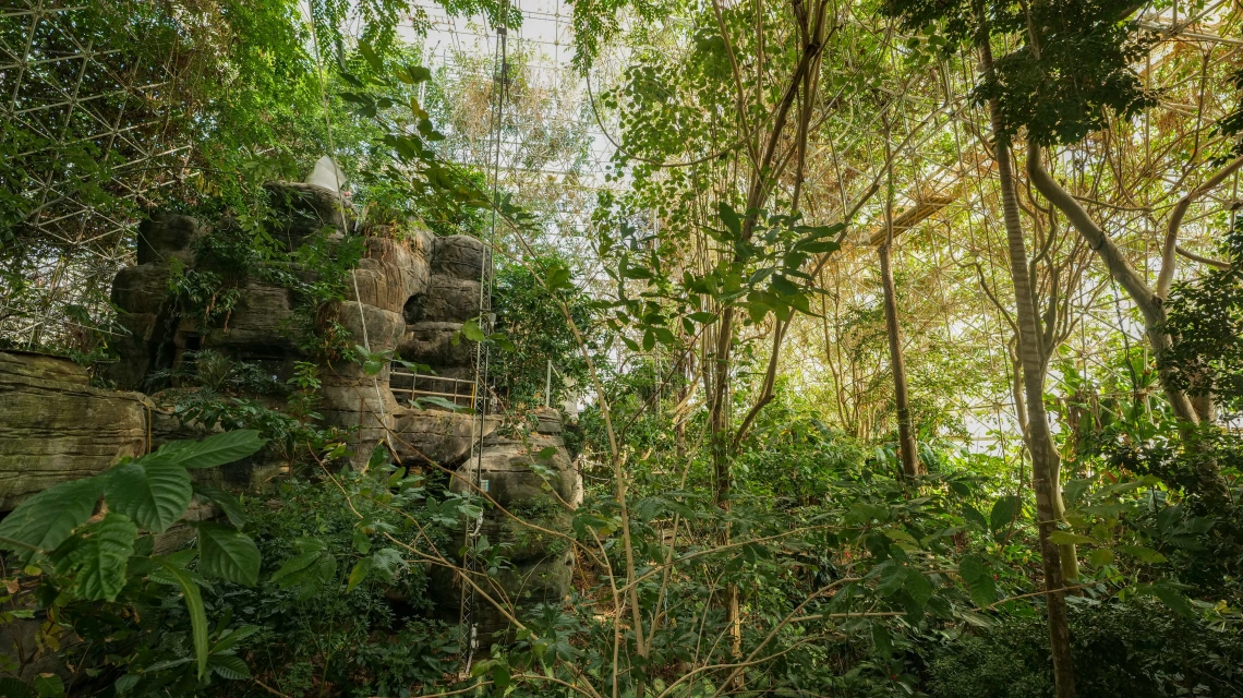 rainforest environment in biosphere 2