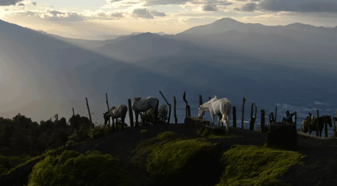 Photo of animals and a mountain side