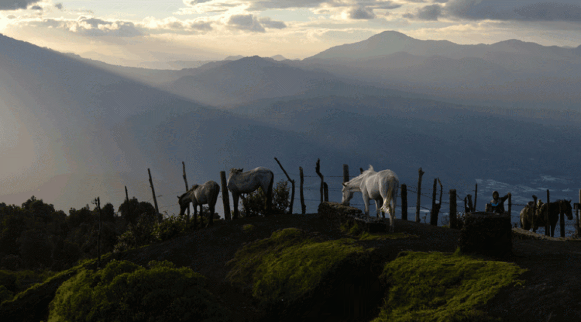Photo of animals and a mountain side