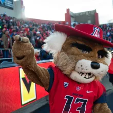 wilbur the wildcat in the arizona football stadium