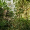 rainforest environment in biosphere 2
